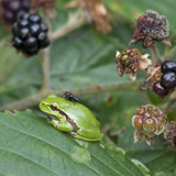 Tree frogs